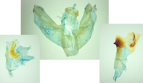 Trigonophora jodea